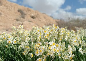 Daffodils blooming at wadi Hatzatz